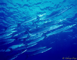 Barracuda of the Mediterranean, island of Ustica. Canon 2... by Fabrizio Frixa 